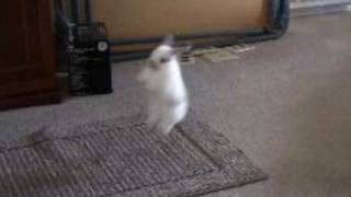 Bunny Rabbit Olympics  Baby Bunny Long Jump [upl. by Fredia]