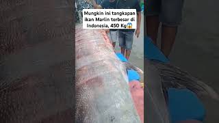 IKAN MARLIN RAKSASA DITANGKAP NELAYAN 😱✅ [upl. by Ennaillij]