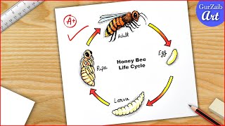 Life cycle of Honey Bee Drawing easy  Diagram step by step [upl. by Nesyrb587]