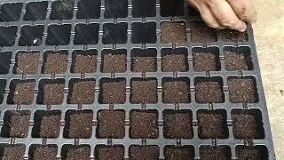 how to grow seed in seedling tray [upl. by Nnylecyoj]