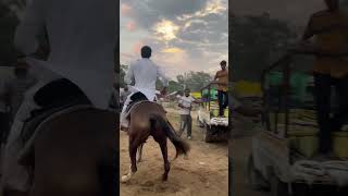 Horse Fair Nabha 2024 trending viralvideo davindernirman [upl. by Weight263]