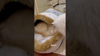 Funny CAT CLASH Over Bed  Casper hogged Manos bed😾💔 catlover catlife funnycats [upl. by Kirre]