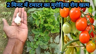 2 मिनट में टमाटर के पौधे का कीड़ा और मुरोड़िया leaf curl virus रोग बाहर निकालने का अचूक घरेलु उपाय [upl. by Edroi]