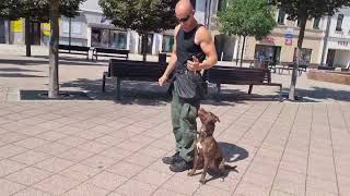 TRAINING AND OFF LEASH WALK IN PUBLIC WITH AMERICAN PITBULL TERRIER MIA 6 MONTHS OLD TALENTED GIRL [upl. by Dutch]