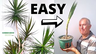 How to Propagate a Dracaena Marginata With a High Success Rate [upl. by Nomi372]