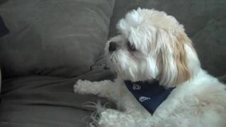 MAX SPEAKS the talking Lhasa Apso [upl. by Georas]