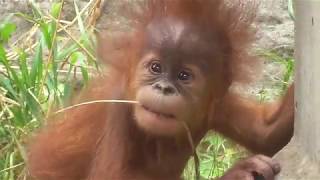 Baby Orangutan POPO 19  4 and Half Months Old [upl. by Anitnatsnok]