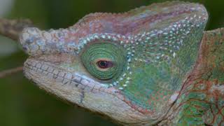 Fluorescence in chameleons Calumma globifer under sunlight UV light and microCT scan of its skull [upl. by Laefar]