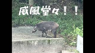 第137話 2024年10月4日イノシシさんと遭遇🐗 [upl. by Sirkin]