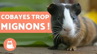 VIDÉO DE COCHONS DINDE 🐹 drôles qui jouent et adorables [upl. by Vasili]