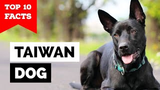 Taiwan Dog  Top 10 Facts Formosan Mountain Dog [upl. by Elston601]