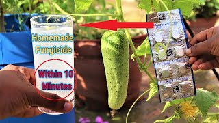 How to make fungicide within 10 minutes at home  Homemade Best Fungicide for any plants [upl. by Itnava]