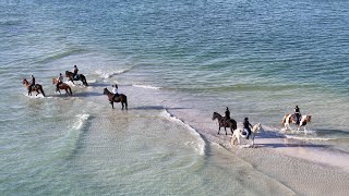 Cavalli al galoppo sul mare cavalli hourse sea drone [upl. by Lubeck]