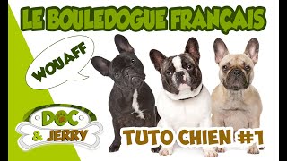 Le Bouledogue Français  The French Bulldog  Présentation conseils et astuces [upl. by Lednew]