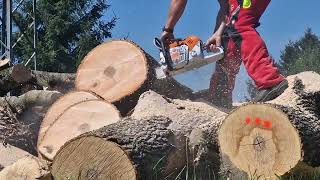 Holzfforma G660 vs Stihl MS 500i vs Stihl MS 462 [upl. by Ecenaj777]