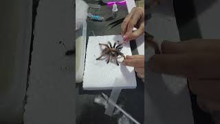 Preparando una Tarántula para Montaje Entomológica ArteNatural Tarántula MontajeEntomológico [upl. by Burner763]