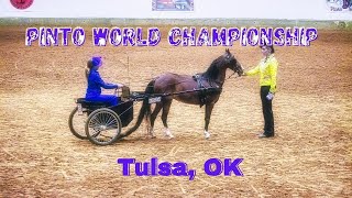 Pinto World Championship  Tulsa OK [upl. by Carmelita968]