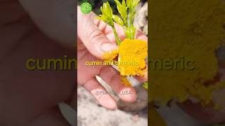 Grow lime tree from young bud graftingtactick plantgodusa garden usagarden [upl. by Otcefrep]