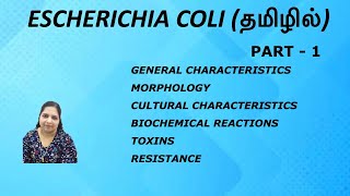 Escherichia coli Part  1  Morphology Cultural characteristics Toxins Resistance  Tamil [upl. by Nugesulo871]