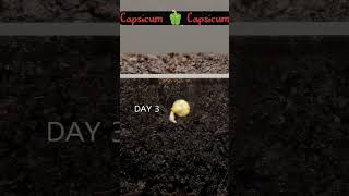 How to Germinate capsicum chilli in glass screen farming agriculture [upl. by Eirrahs]