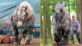 The Strongest Horses In the World Draft Horses [upl. by Rriocard485]