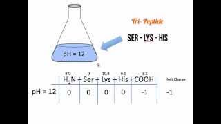 Net Charge of Amino Acids and Polypeptides [upl. by Dasya712]