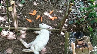 Primitive Technology traps hares with carrots [upl. by Lugar415]