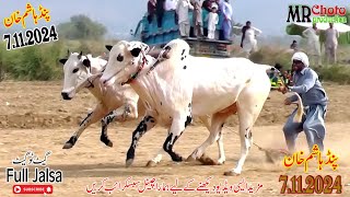 Bull Race in Pind Hashim Khan  7112024 Mr Choto Production [upl. by Papert715]