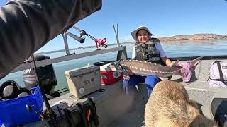 October sturgeon fishing [upl. by Marlo831]