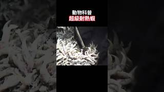 【动物科普】超级耐热的虾，就是不知道怎么吃！ [upl. by Mead]