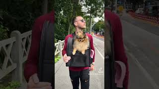 Promenade dans la ville de Graz 🌞 🇦🇹 chien louloudepomeranie pomeranian chihuahua animaux [upl. by Komarek]