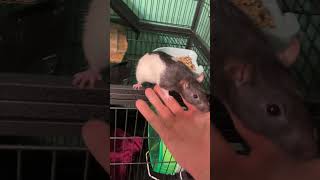 New pet rat like the video😀 [upl. by Yerfdog]