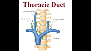 Revolutionizing Chylothorax Treatment  Thoracic Duct  2024 [upl. by Bashuk]