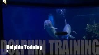 Dolphin Training at Disney World Epcot Living Seas with Nemo and Friends [upl. by Ruthy]