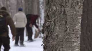 Snowshoeing in Mont Tremblant Quebec [upl. by Neltiak]