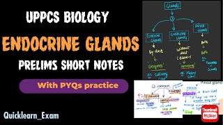 ENDOCRINE GLANDS  अंत स्रावी ग्रंथि  SHORT NOTES  Prelims Revision  UPPCS BIOLOGY [upl. by Phyllis598]