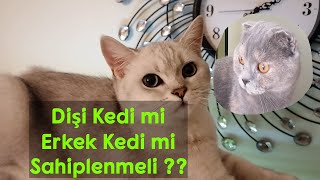 Dişi Kedi mi Erkek Kedi mi Sahiplenmeliyim Bilinmesi Gereken 4 Madde [upl. by Denys]