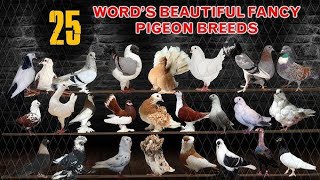 All Fancy kabutar Sale Kabutar ki video kabutar pigeon sale beautiful pigeon sale [upl. by Neibaf426]