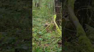 Battue au grand gibier rencontre avec un joli renard wildlife hunting wildboar nature [upl. by Lower840]