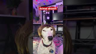 Not ok dogs funny cute meme pets dogsofyoutube karen sad [upl. by Parshall76]