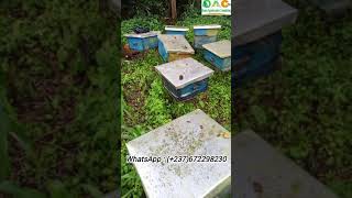 Voici comment jai perdu plusieurs millions en Apiculture [upl. by Iclehc616]