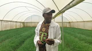 The Insane Story Behind Chives Farming Kilimo Sasa [upl. by Ardied894]