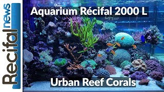 Aquarium récifal 2000 L  Urban Reef Corals [upl. by Nadiya]