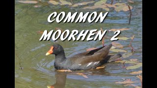 Common Moorhen 2 [upl. by Dodwell595]