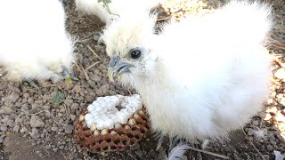 Chicks Unusual Feast Removing a Hornet Nest [upl. by Halli]