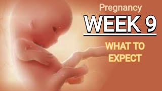 Week 9 pregnancy progress week by week pregnancy guide 9th week of pregnancy [upl. by Riesman]