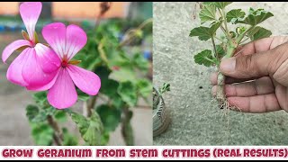 How to grow Geranium Plant from stem cuttings  propagation of pelargonium plants from stem cuttings [upl. by Ariday]