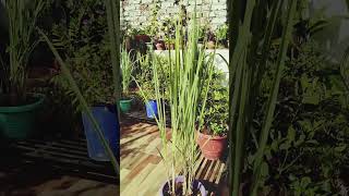 Lemongrass plant herbel tea plant in my home gardenhurb medicine plants terrece garden [upl. by Winnah392]