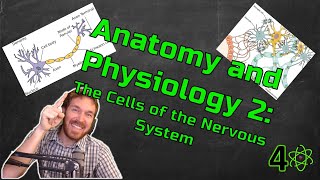 The Cells of the Nervous System  Anatomy amp Physiology 2 Ep 1 [upl. by Animrelliug]