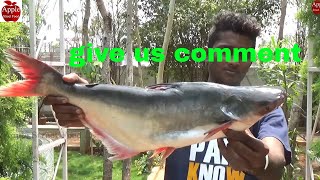 pulasa fish curry recipe  Big fish curry  Fish cooking skils  Pulsa [upl. by Michal]